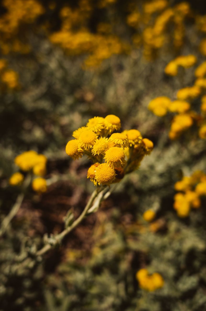 Fleurs jaunes d’immortelle