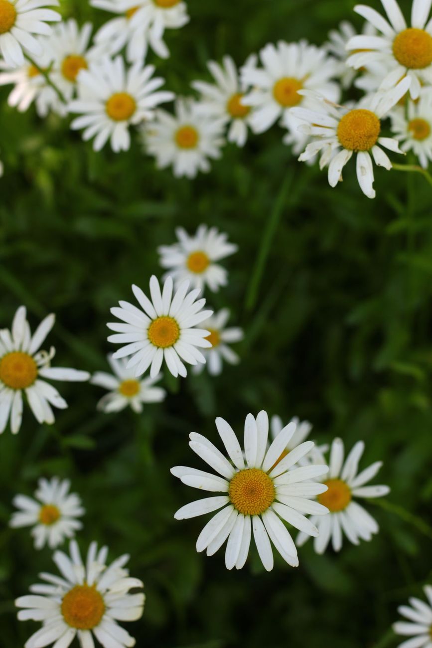 Fleurs de camomille