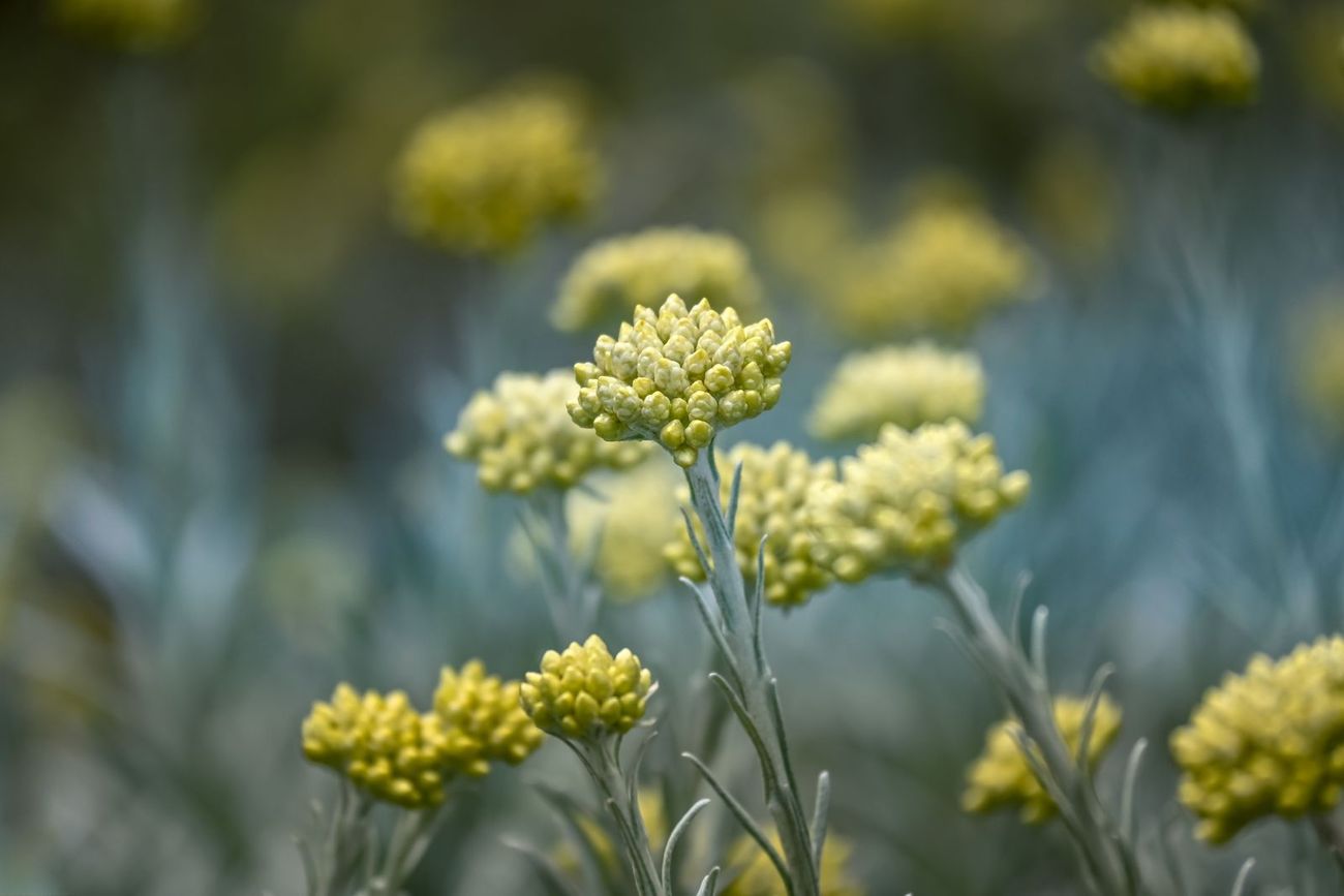 Fleurs sauvages dans un pré