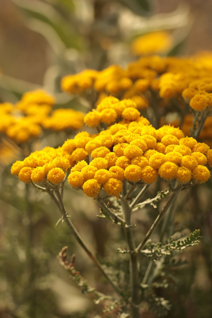 Immortelle en fleurs